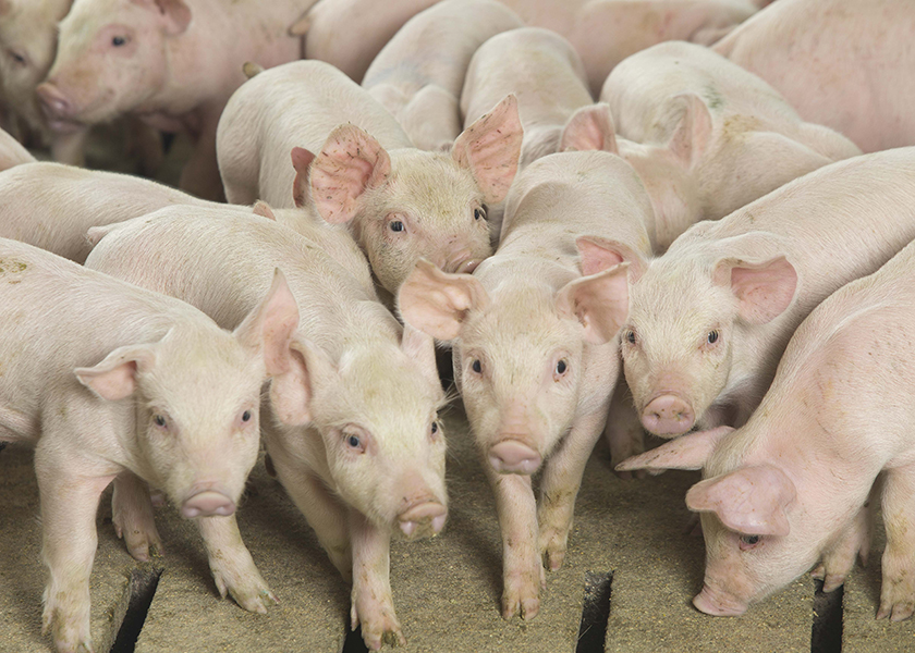 5 Pork Industry Opportunities Focus On Production Efficiency Pork Business